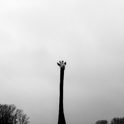 giraffe / Reise / muttental,bergbau,kohle,flöz,witten